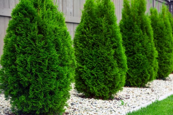 Arborvitae Planting in Southport