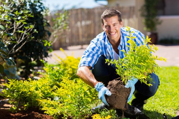 Bush Planting Service in Southport