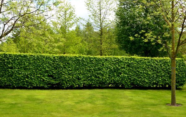 Hedge Planting in Southport