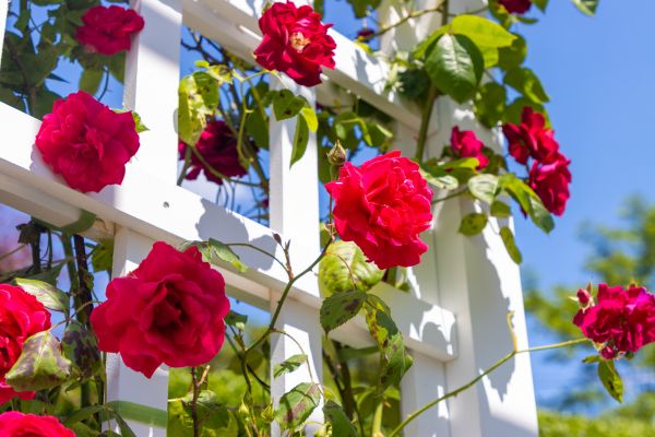 Home Gardening Service in Southport