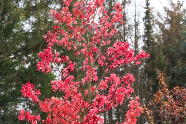 Japanese Maple Planting in Southport