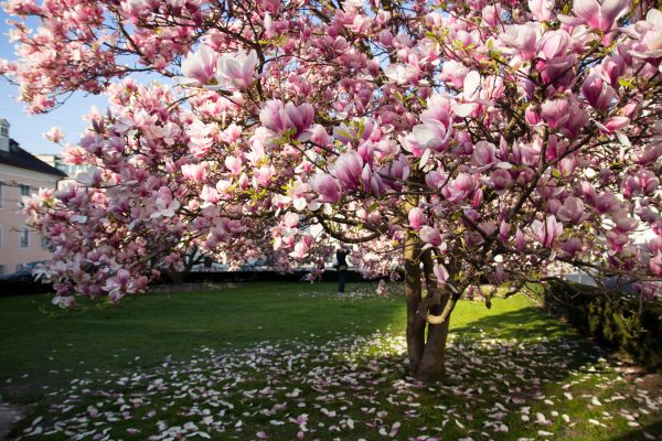 Magnolia Tree Planting in Southport