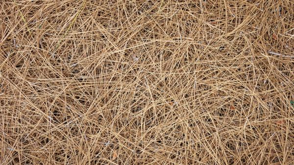 Pine Needles Delivery in Southport