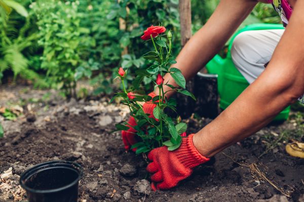 Planting Service in Southport