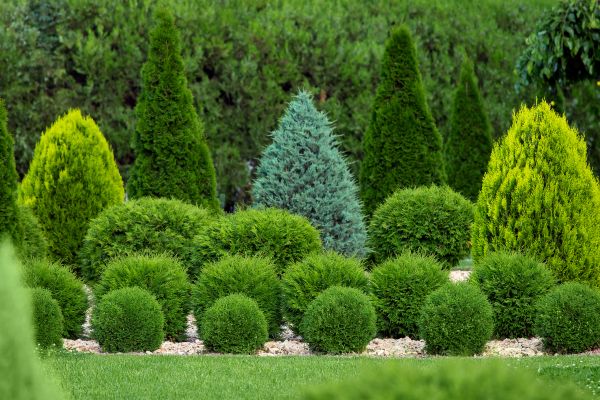 Shrub Replacement in Southport