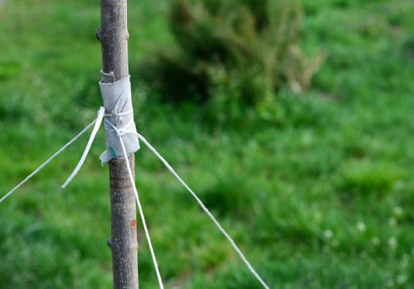 Tree Staking Service in Southport