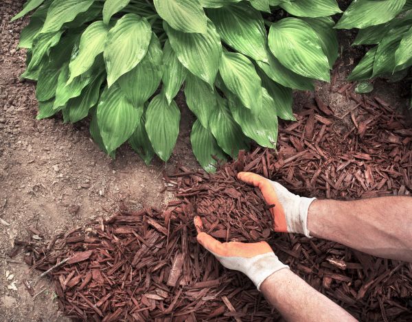 Shredded Mulch Service in Southport