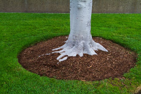 Brown Mulch Installation in Southport