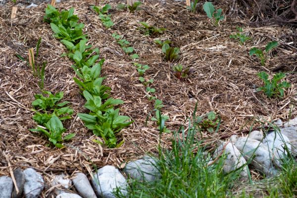 Mulch Service in Southport