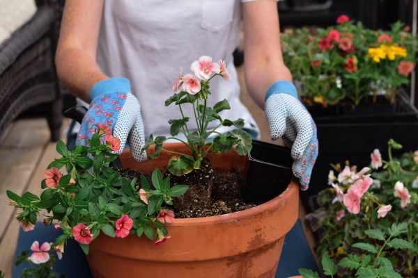 Plant Care Service in Southport