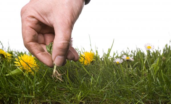 Lawn Weeding in Southport
