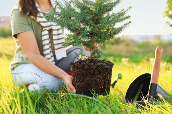 Spruce Tree Planting in Southport