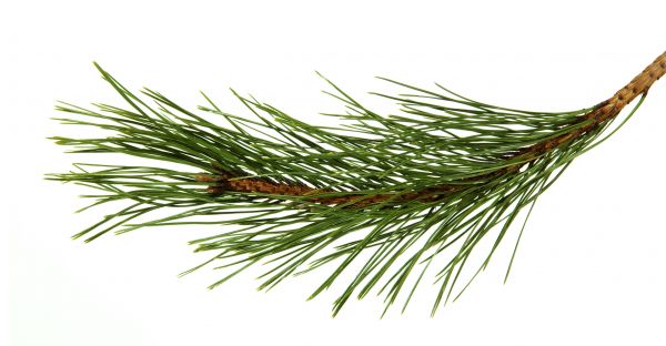 Pine Needles Installation in Southport