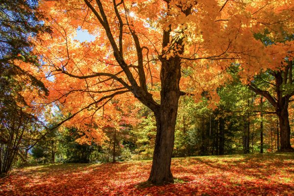 Maple Tree Planting in Southport