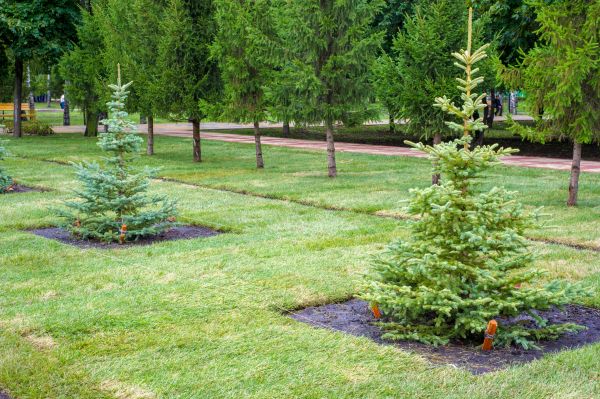 Privacy Trees Planting in Southport