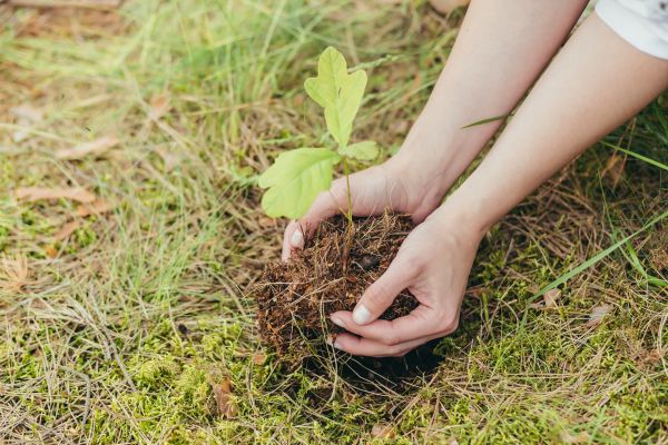 Oak Tree Planting in Southport