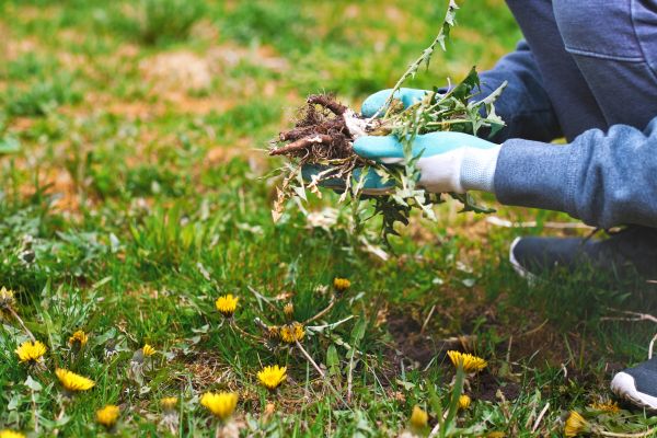 Flower Bed Clearing in Southport