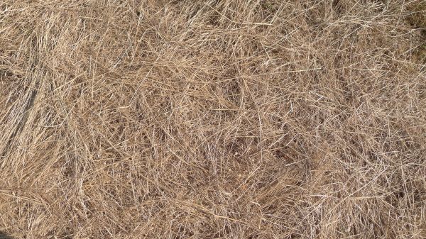 Pine Straw Replacement in Southport