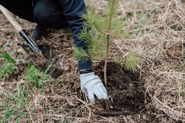 Pine Tree Planting in Southport