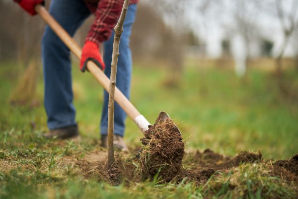 Trees Planting in Southport