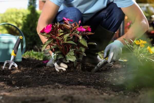 Plant Replacement in Southport