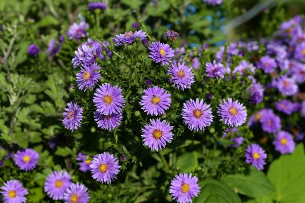 Perennial Flower Planting in Southport