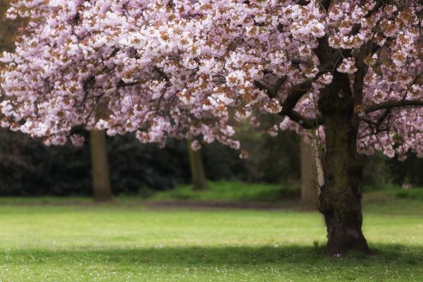 Cherry Tree Planting in Southport