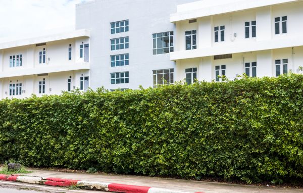 Privacy Landscaping in Southport