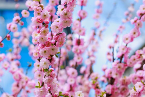 Japanese Cherry Tree Planting in Southport