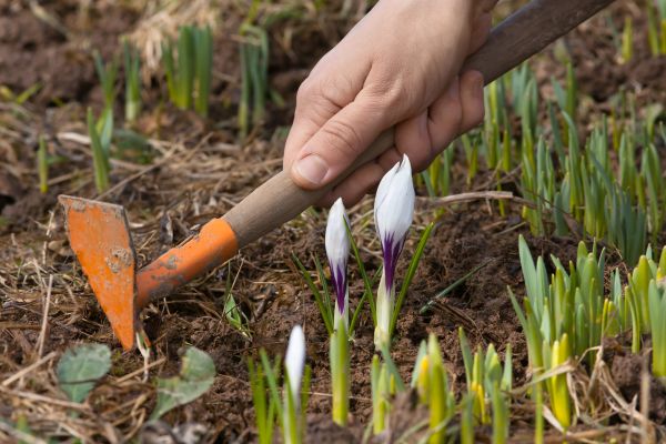 Flower Garden Weeding in Southport