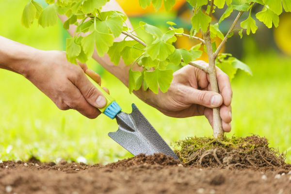 Fruit Tree Planting in Southport