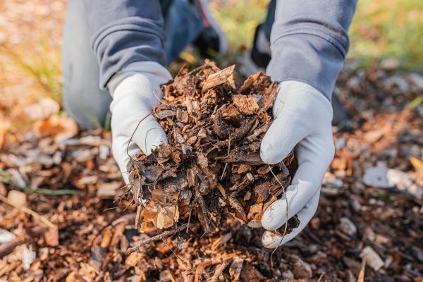 Shredded Mulch Installation in Southport