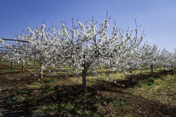 Orchard Planting in Southport