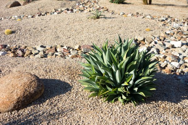 Xeriscaping Service in Southport