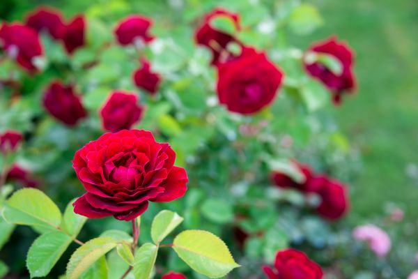 Rose Planting in Southport
