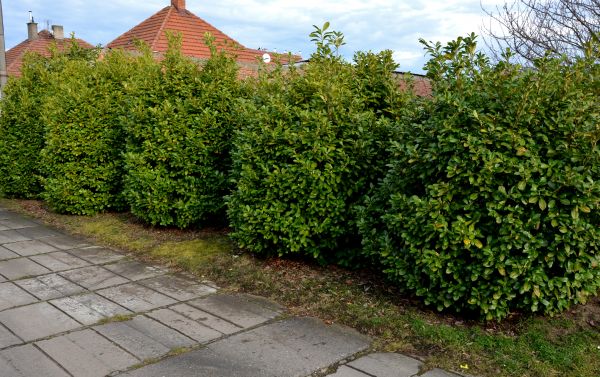 Privacy Shrub Installation in Southport