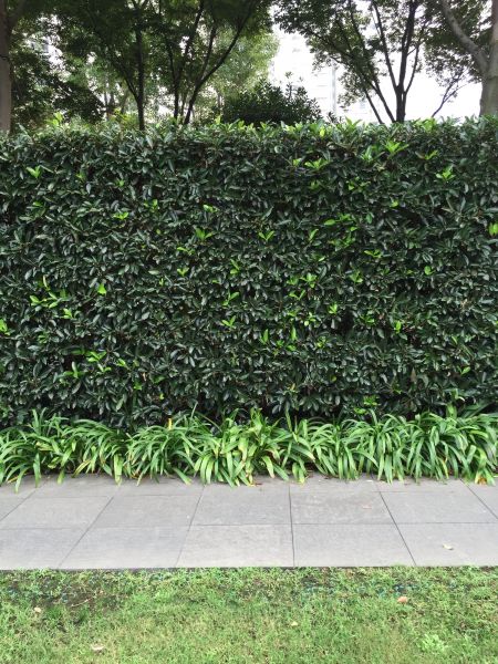 Privacy Shrub Planting in Southport