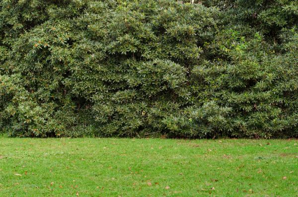 Privacy Hedge Planting in Southport