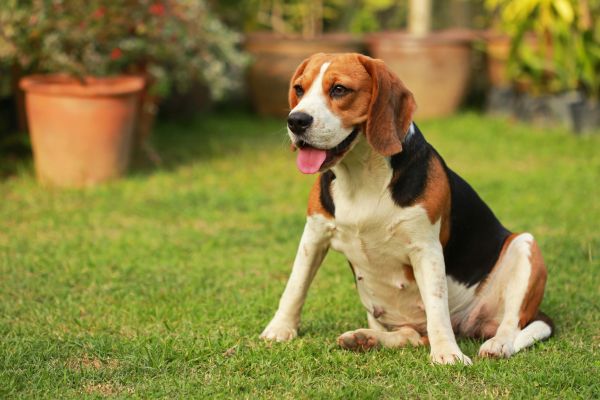 Dog Friendly Landscaping in Southport
