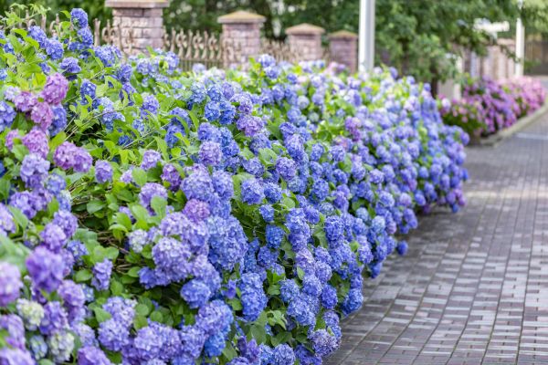 Hydrangea Landscaping in Southport