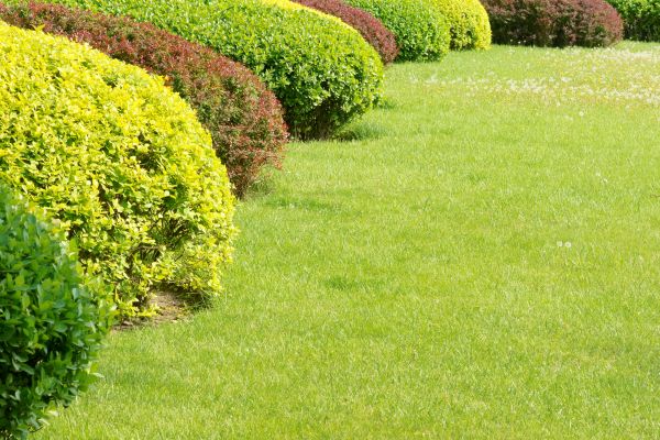 Shrubbery Planting in Southport
