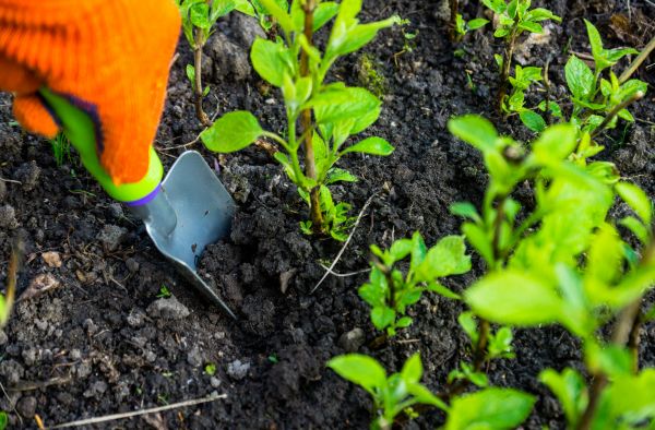 Hydrangea Planting in Southport