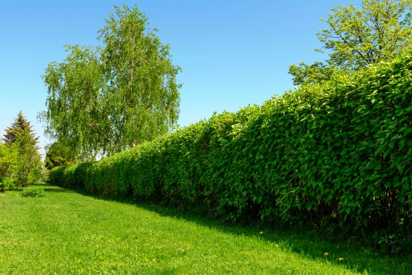 Hedge Replacement in Southport