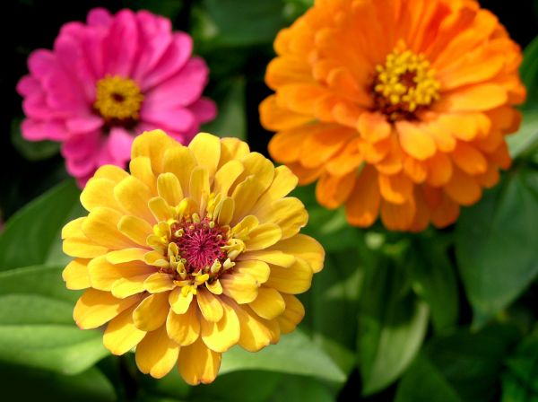 Zinnia Planting in Southport