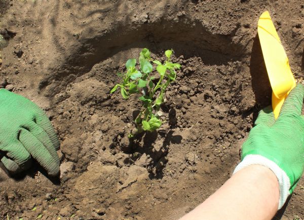 Rose Bush Planting in Southport