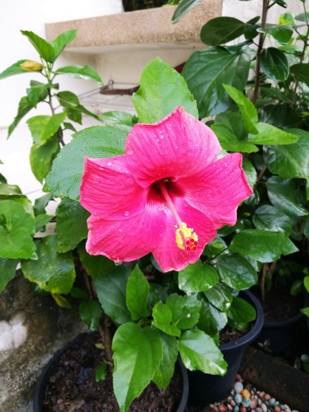 Hibiscus Planting in Southport