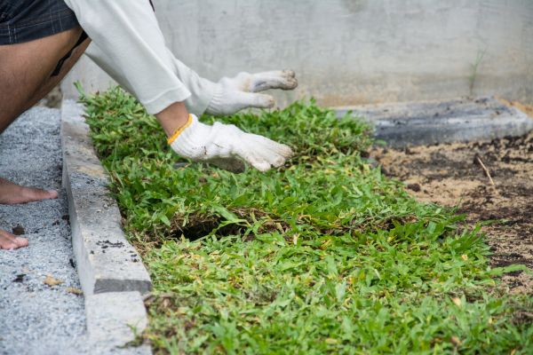 Ground Cover Planting in Southport