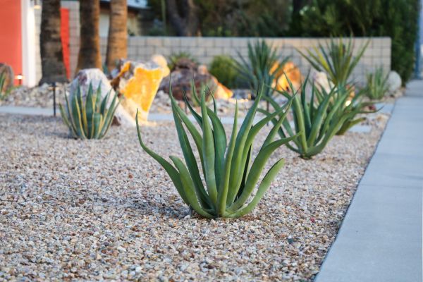Drought Resistant Landscaping in Southport