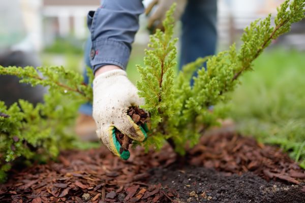 Church Mulching in Southport