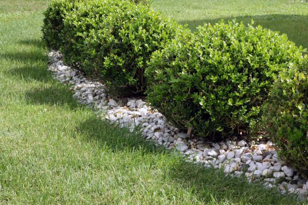 Boxwood Planting in Southport